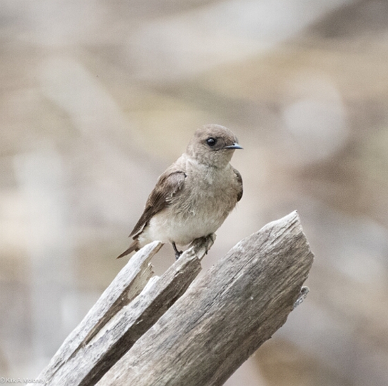 Swallow, Northern Rough-winged