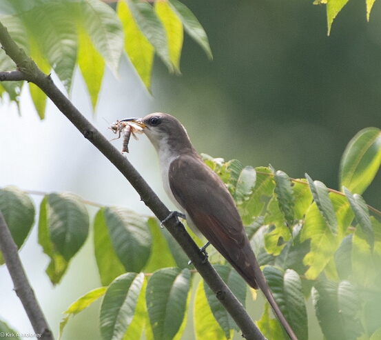 Cuckoo, Yellow-billed