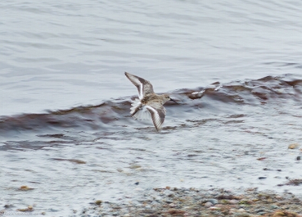 Dunlin,
