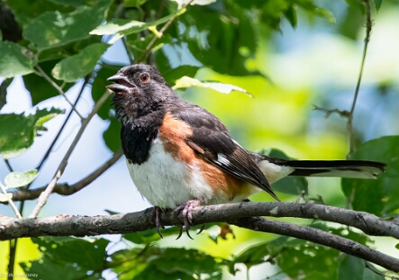 Towhee, Eastern