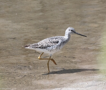 Yellowlegs, Greater