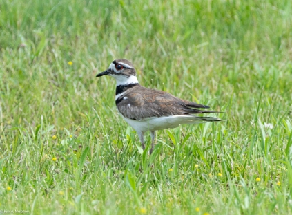 Killdeer,