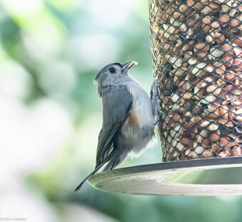 Titmouse, Tufted