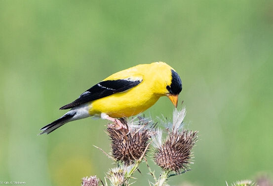 Goldfinch, American