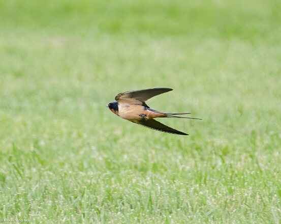 Swallow, Barn