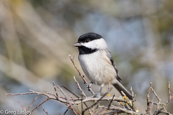 Chickadee, Carolina