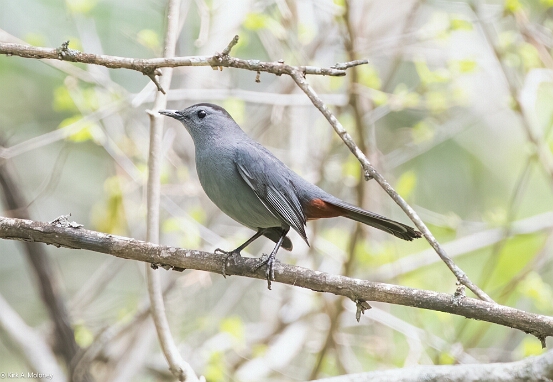 Catbird, Gray