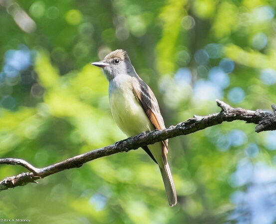 Flycatcher, Great Crested