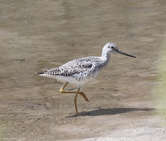 Yellowlegs, Greater