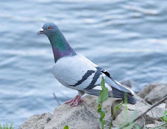Pigeon, Rock