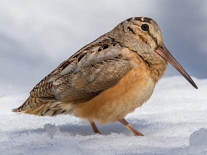 Woodcock, American