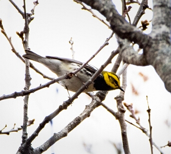 Warbler, Black-throated Green