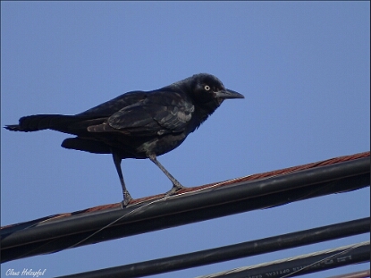 Grackle, Boat-tailed