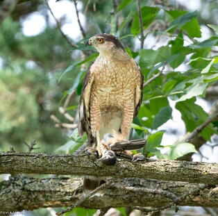 Hawk, Cooper's