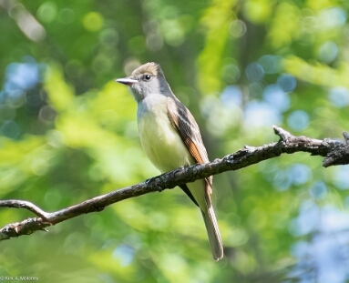 Flycatcher, Great Crested