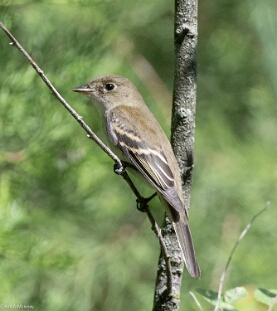 Flycatcher, Least