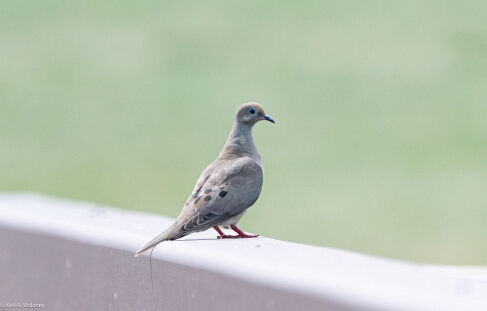 Dove, Mourning
