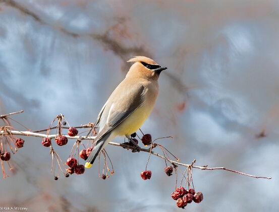 Waxwing, Cedar