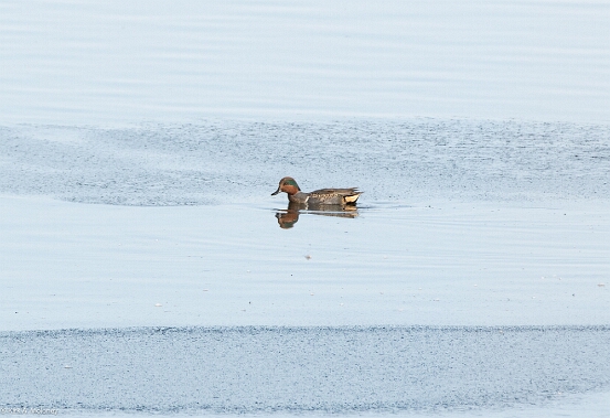 Teal, Green-winged