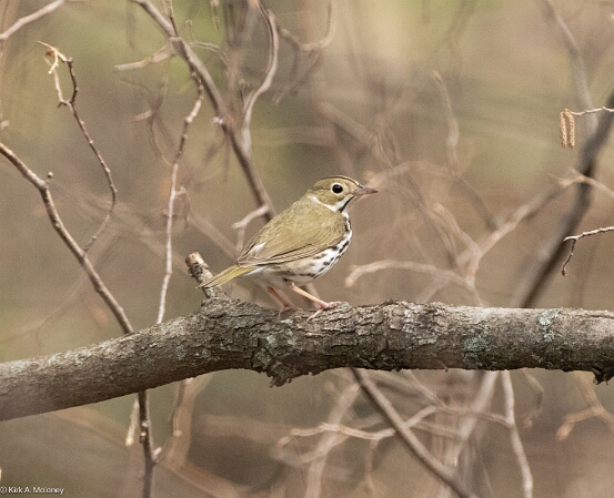 Ovenbird