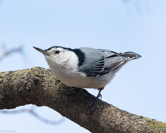 Nuthatch, White-breasted