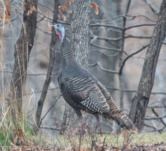 Turkey, Wild
