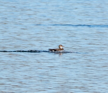 Gadwall,