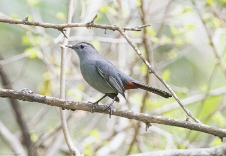 Catbird, Gray