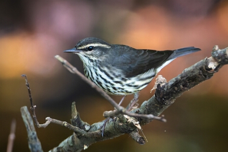 Waterthrush, Northern