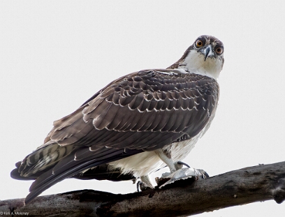 Osprey,