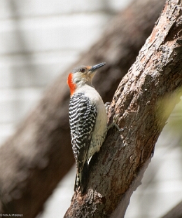 Woodpecker, Red-bellied