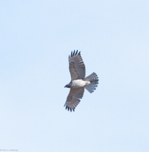 Hawk, Red-shouldered