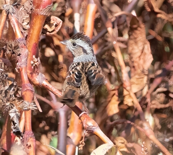 Sparrow, Swamp