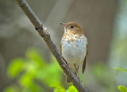 Veery,