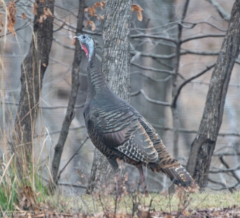 Turkey, Wild