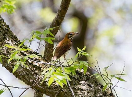 Thrush, Wood