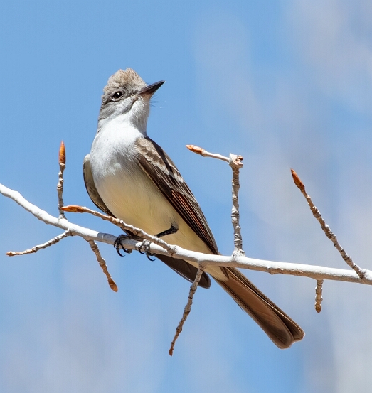 Flycatcher, Ash-throated