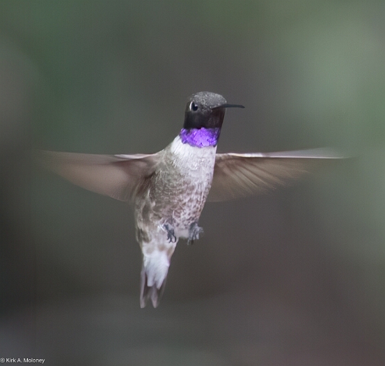 Hummingbird, Black-chinned