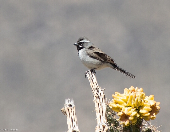 Sparrow, Black-throated