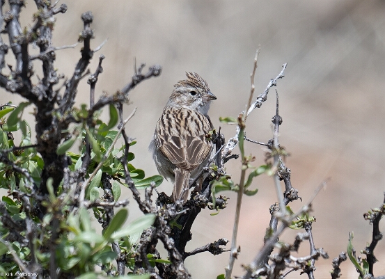 Sparrow, Brewer's
