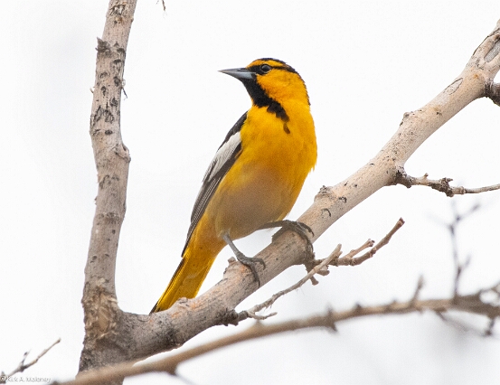 Oriole, Bullock's