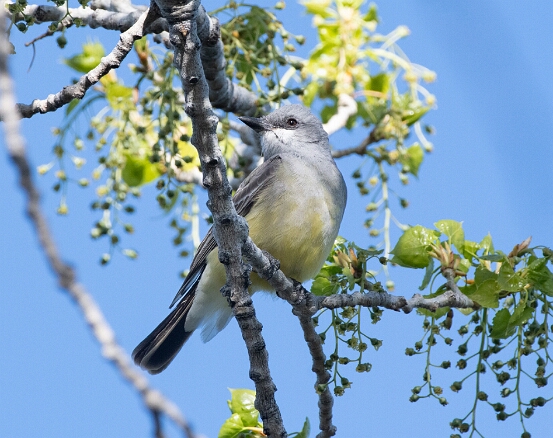 Kingbird, Cassin's