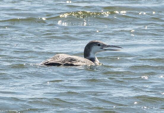 Loon, Common
