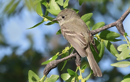 Flycatcher, Dusky