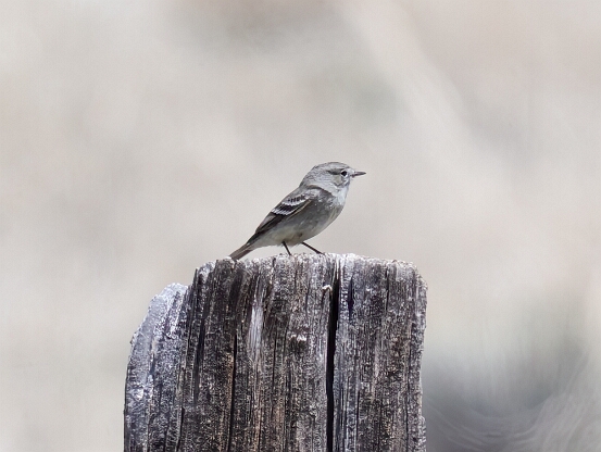 Flycatcher, Gray