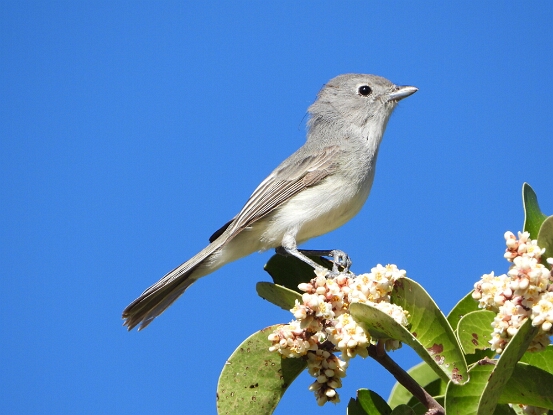 Vireo, Gray