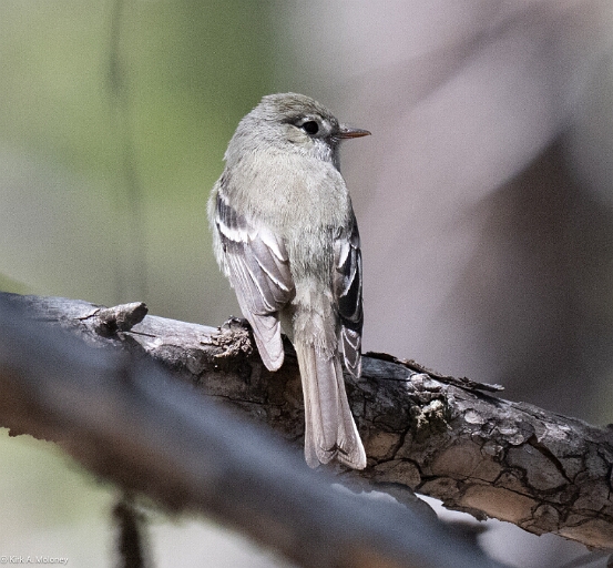 Flycatcher, Hammond's