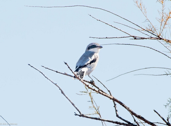 Shrike. Loggerhead
