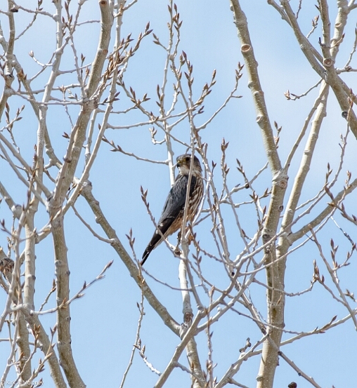 Merlin