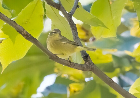 Warbler, Orange-crowned